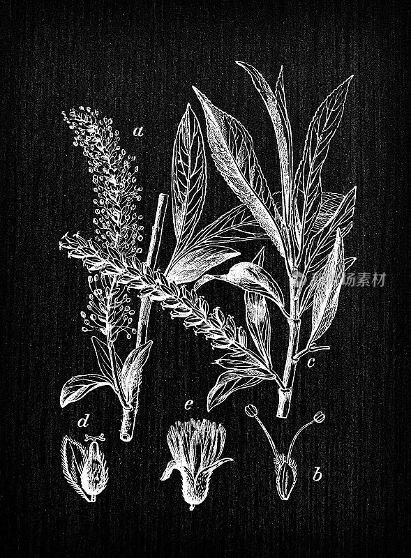 植物学植物仿古雕刻插画:Salix alba(白柳树)